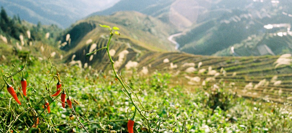 harvesting dragons backbone rice terraces guangxi - Ruth Silbermayr