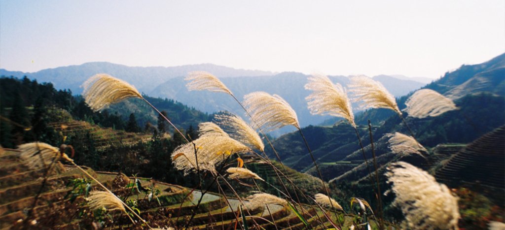 harvesting dragons backbone rice terraces guangxi - Ruth Silbermayr