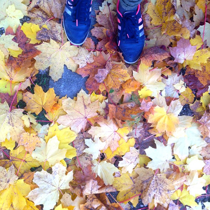 fall leaves - Ruth Silbermayr