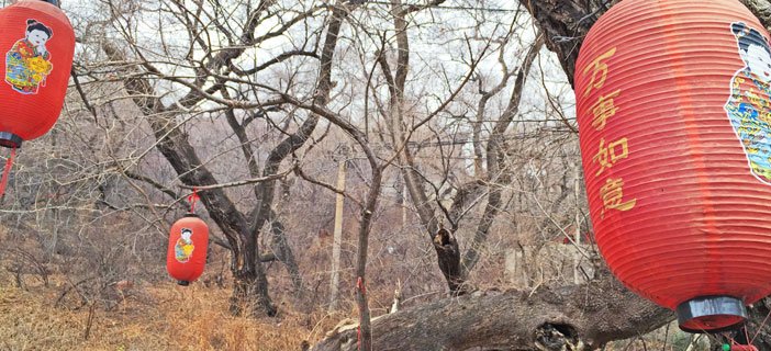 trees Beishan park - Ruth Silbermayr