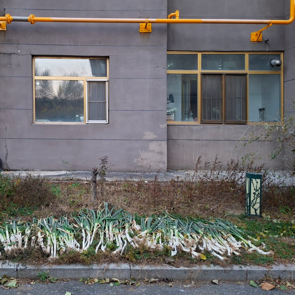 Chinese Cabbage, Spring Onions, and Live Frogs