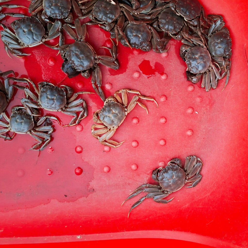 Chinese Cabbage, Spring Onions, and Live Frogs