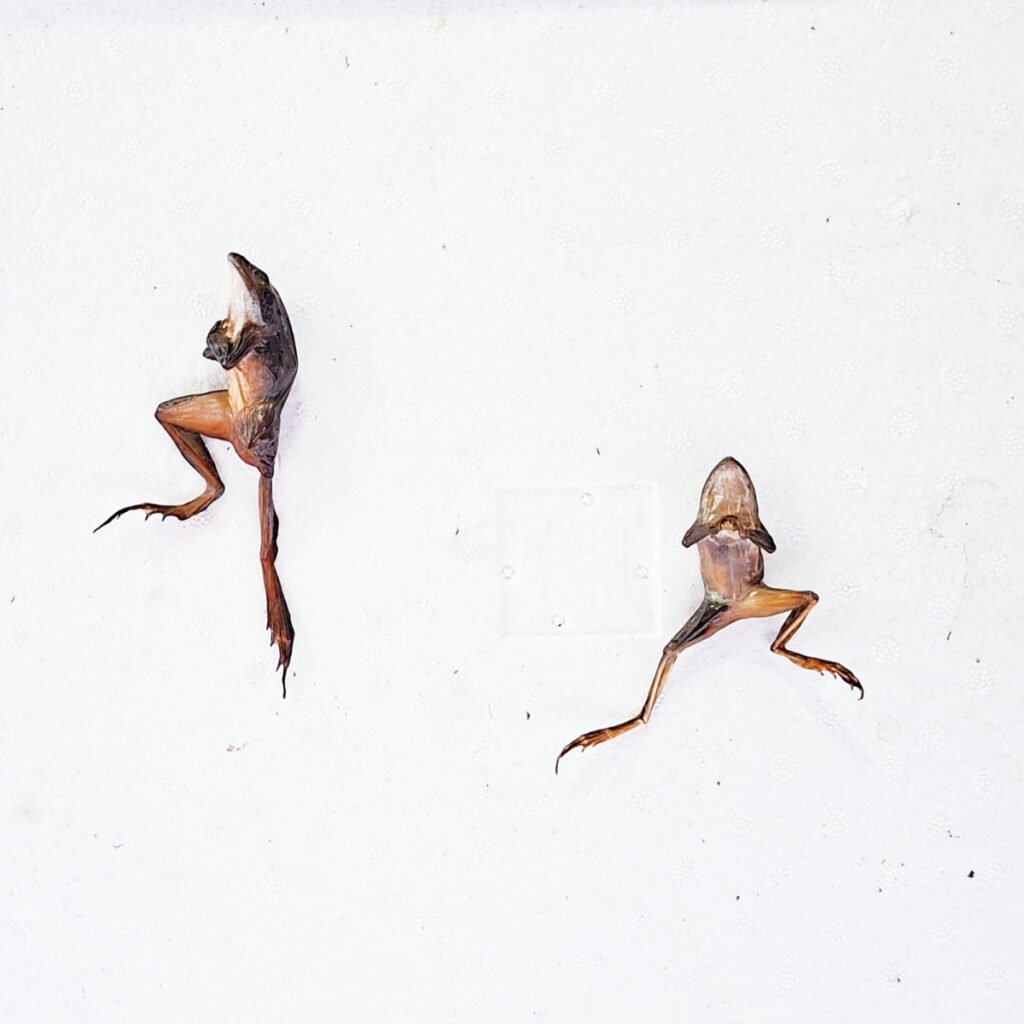 Chinese Cabbage, Spring Onions, and Live Frogs