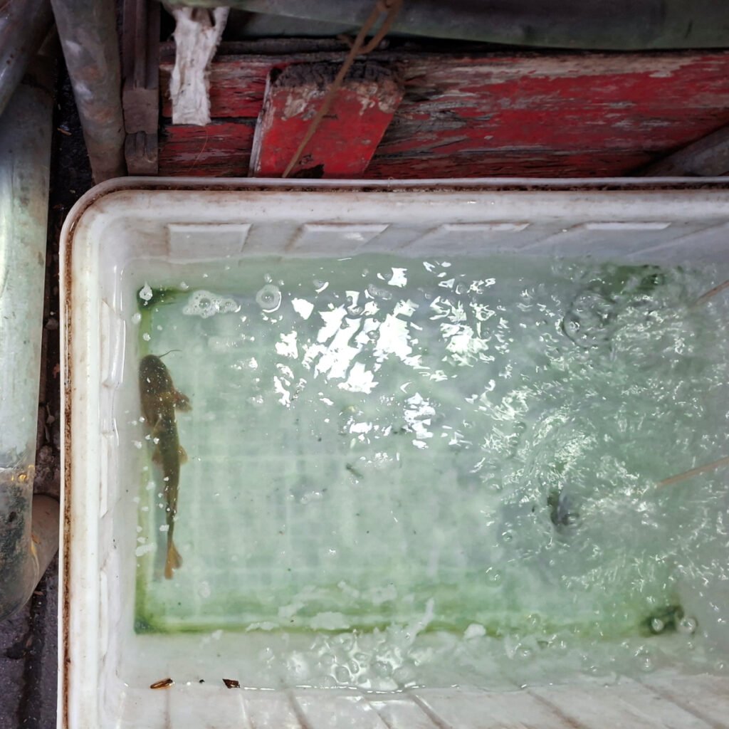 Chinese Cabbage, Spring Onions, and Live Frogs