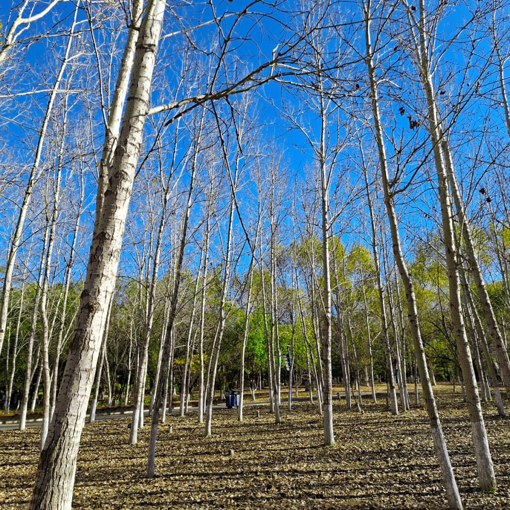 The Botanical Garden in Siping