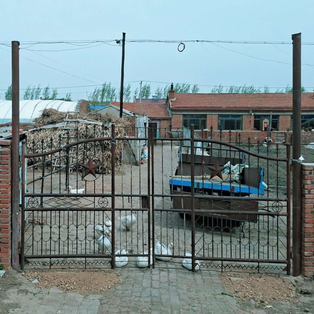 Iron gate opens to a farmyard: chickens wander on a cobblestone path, a blue trailer, stacked firewood, and brick buildings under a pale blue sky