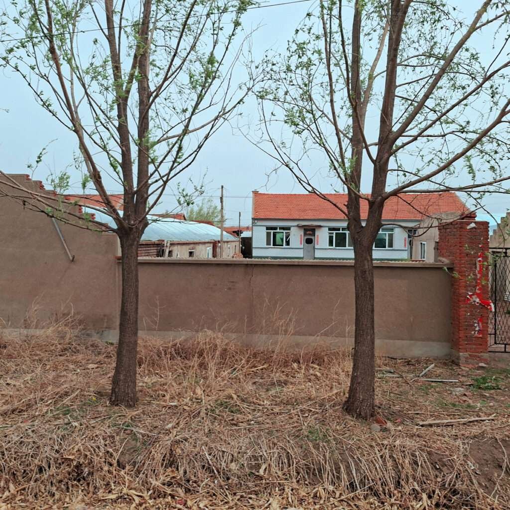 Two trees in front of a tall brown wall with a white house and red roof visible beyond it in a suburban yard.