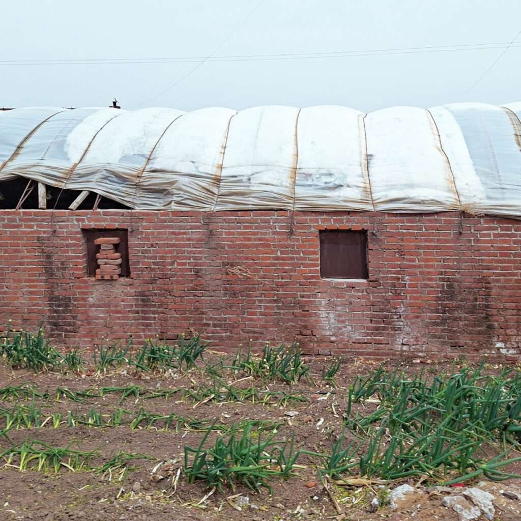 Red brick building with a curved, white plastic roof and a small brick niche on the wall, foreground shows rows of green onion-like plants in soil.