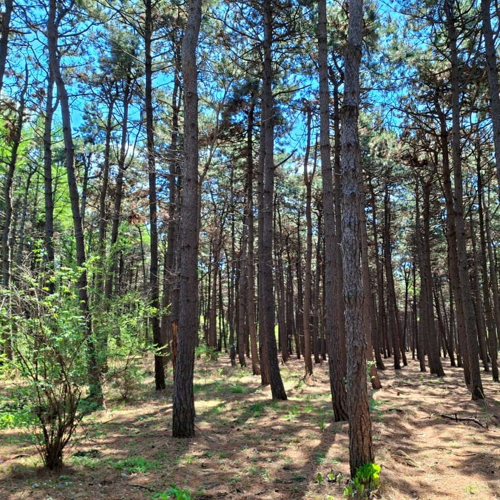 Dense pine forest under a bright blue sky with sunlight filtering through the trunks, creating a tranquil woodland scene.