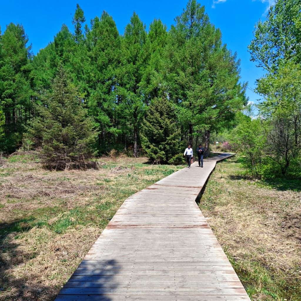 Wooden boardwalk winds through a green forest with two people walking under a bright blue sky.
