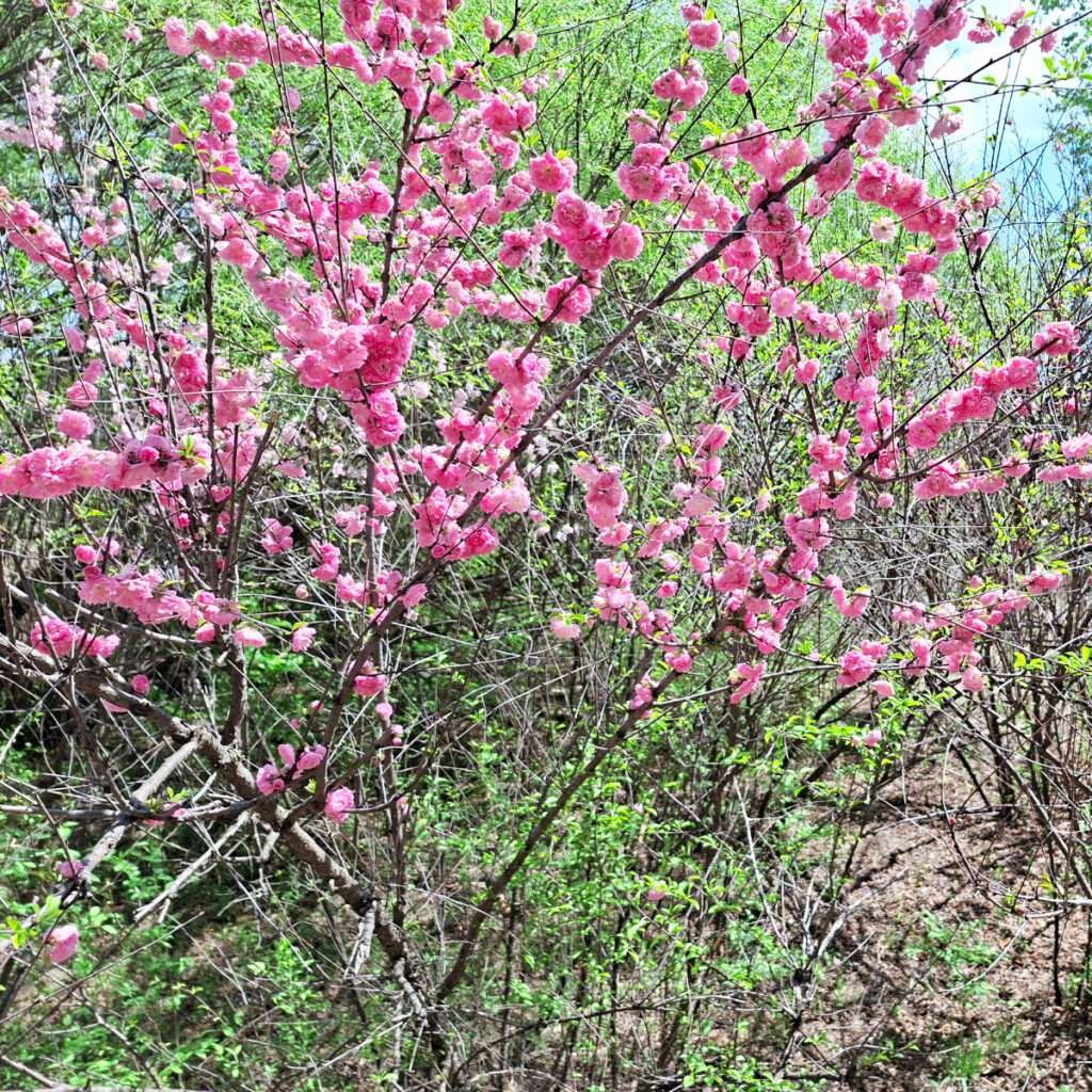 Pink flowering branches with dense blossoms on a shrub in a sunny garden setting to convey springtime bloomfulness