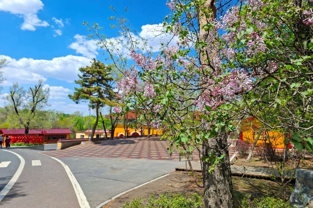 A sunny park scene with a blossoming tree in the foreground, a curved walking path, and colorful orange-yellow buildings in the background.