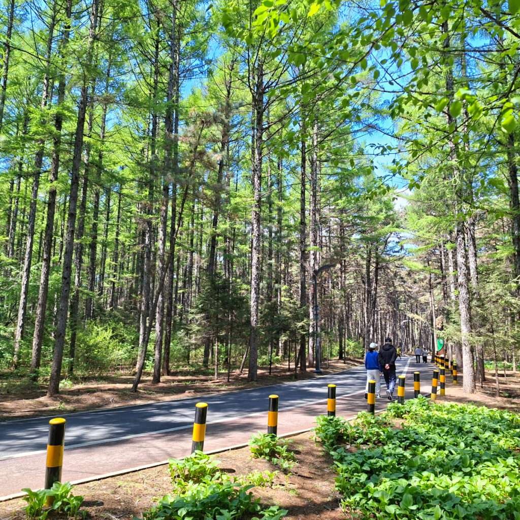 Sunlit forest path with tall pine trees and a pedestrian walkway lined by black-and-yellow bollards; a few people walk along the path.