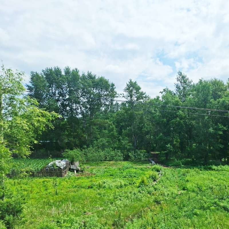 Overgrown rural garden with a small dilapidated shed, a stone wall, and dense trees in the background under a cloudy sky.
